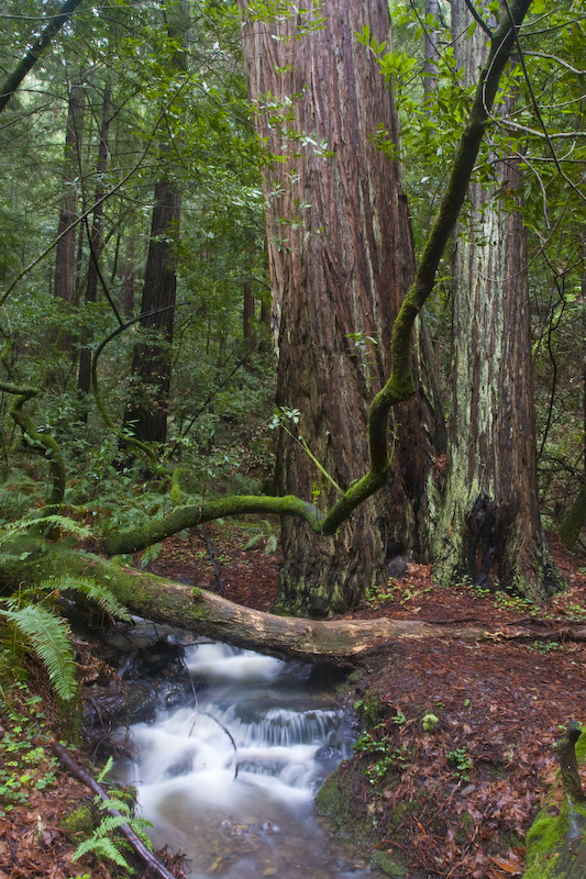 Redwood And Small Cascade